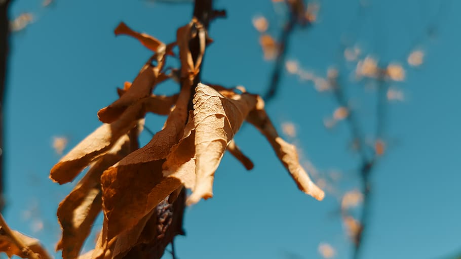 fall, leaves, autumn, winter, cyan, blue, sky, dof, macro, tree HD wallpaper