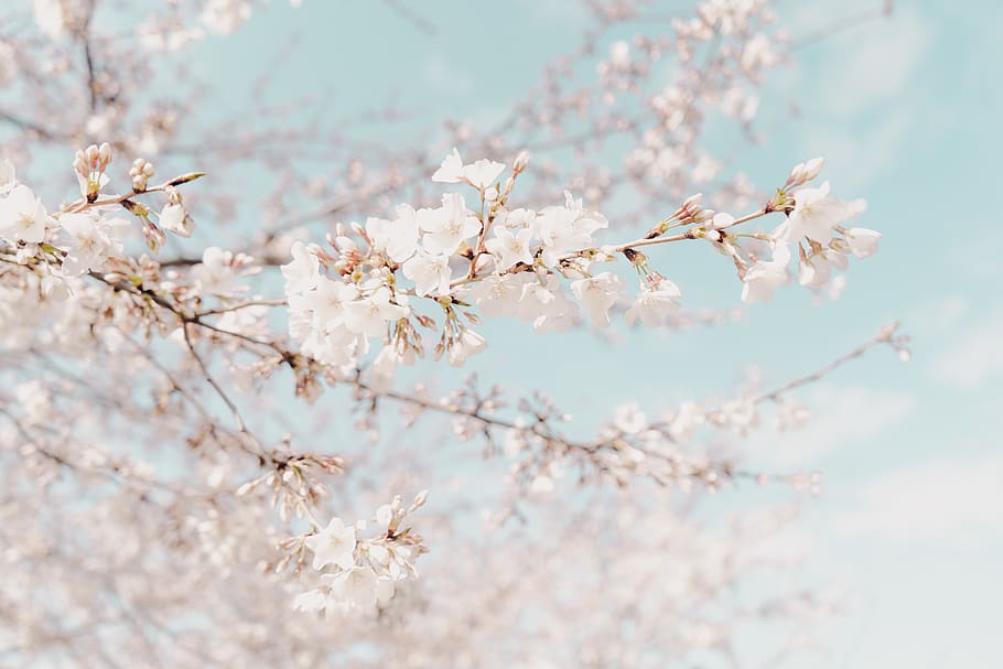 cherry blossom tree, plant, flowering plant, fragility, beauty in nature HD wallpaper