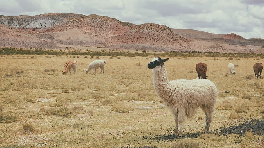 white llama on brown grass, animal themes, mammal, group of animals HD wallpaper
