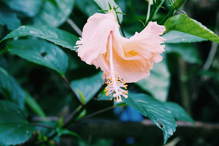 pink hibiscus, plant, growth, freshness, beauty in nature, flower HD wallpaper