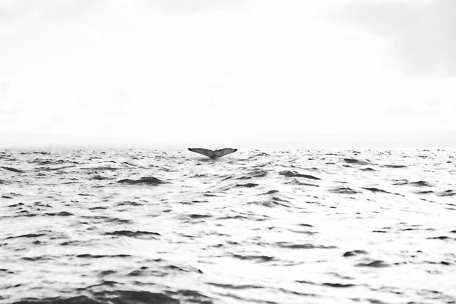 whale, iceland, ocean, black and white, water, silver, sea HD wallpaper