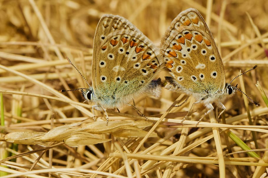two brown butterflies, animal themes, animal wildlife, insect HD wallpaper