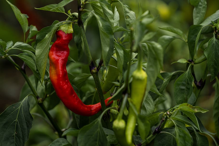garden, pepperoni, red, green, sharp, food and drink, chili pepper HD wallpaper