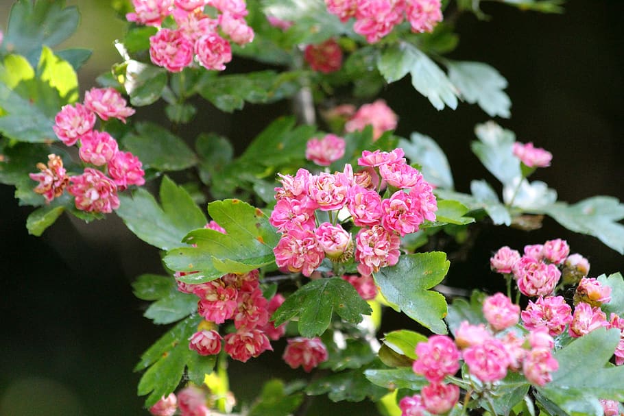 Hd Wallpaper: Hawthorn, Flowers, Pink Flowers, Tree, Summer, Leaves 