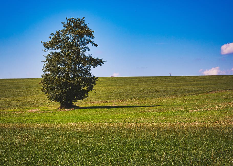 tree, landscape, field, nature, green, clouds, sky, light, rest HD wallpaper