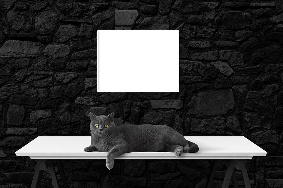 poster, frame, wall, desk, cat, mammal, domestic, domestic animals HD wallpaper