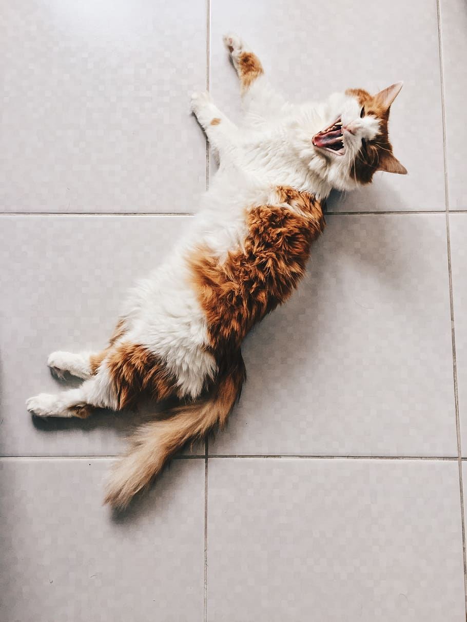 turkey, i̇zmir, cat, domestic, mammal, pets, domestic animals HD wallpaper