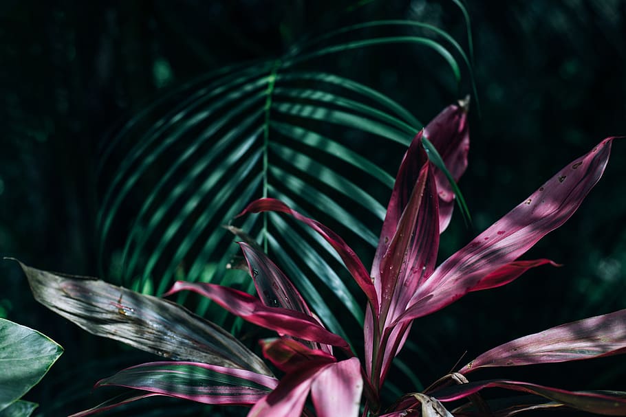 Pink and Green Linear Leaf Plants, beautiful, botanical, close-up