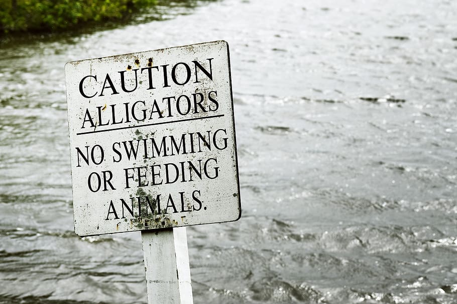 Gray Caution Alligators Label Panel, danger, sign, signage, warning HD wallpaper