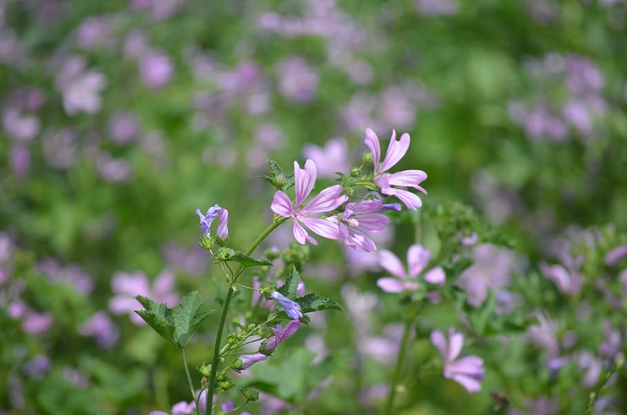 flowers, nature, violet, flowering plant, fragility, vulnerability HD wallpaper