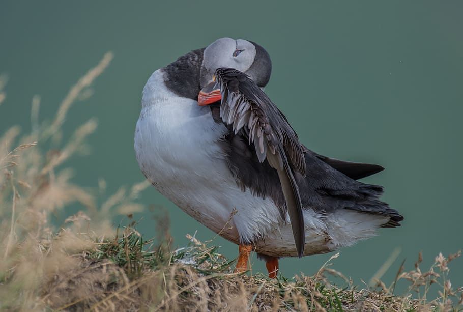 grey duck, bird, animal wildlife, animals in the wild, animal themes HD wallpaper