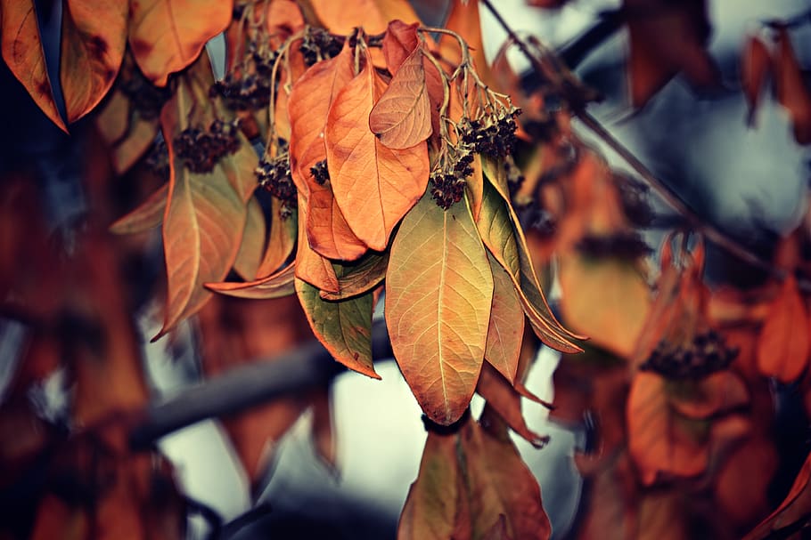 leaves, foliage, branch, tree, withered, dry, autumn, autumn colors HD wallpaper