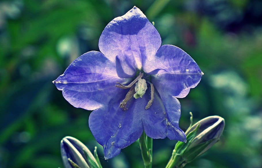 flower, grasshopper, blue, meadow, summer, closeup, nature HD wallpaper
