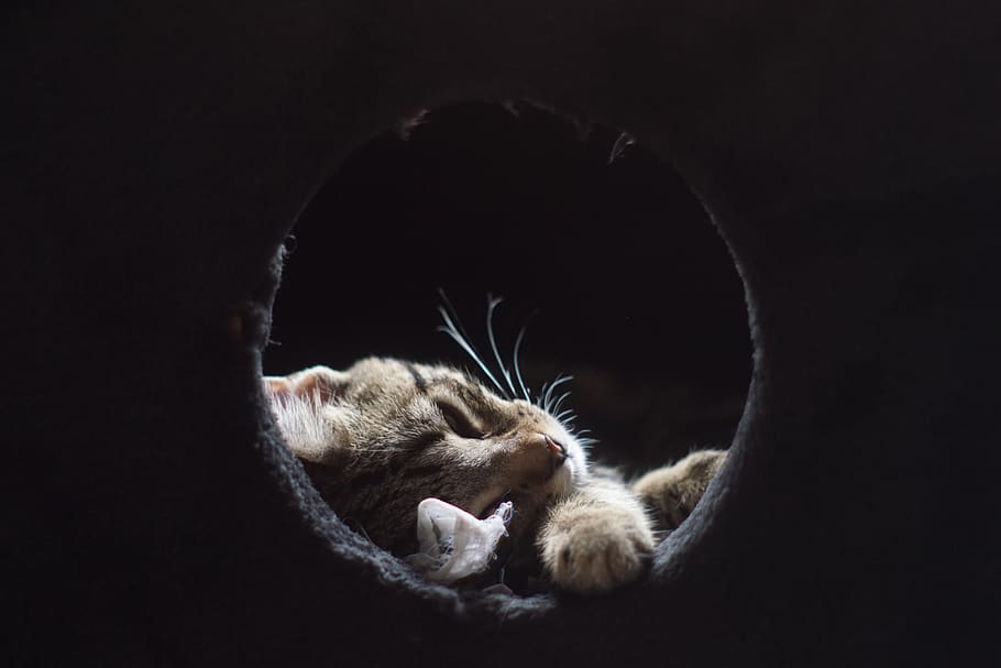 cat, gata, sleeping, mammal, feline, domestic cat, animal themes HD wallpaper