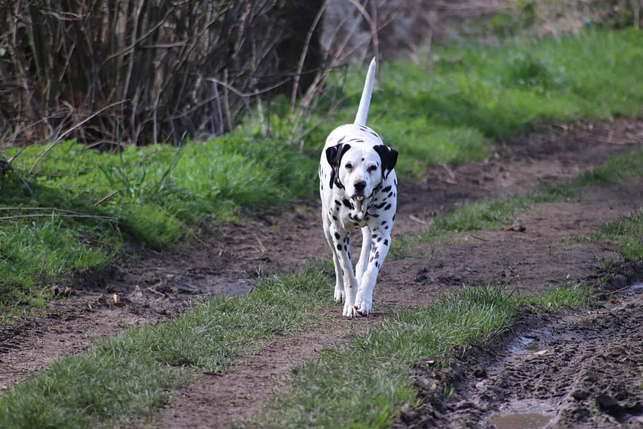 dog, dalmatian, cute, tasks, spotted, nature, white, one animal HD wallpaper