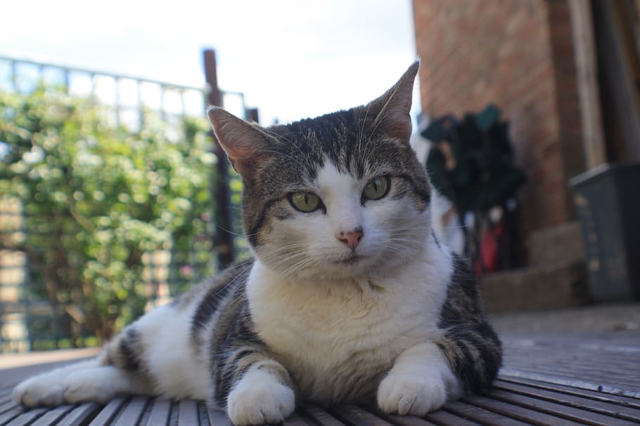 decking, white, tabby, animal, pet, feline, cat, domestic cat HD wallpaper