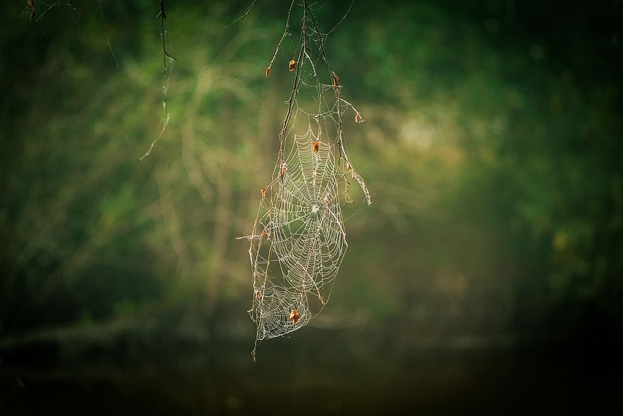 white spider web during daytime, focus on foreground, fragility HD wallpaper