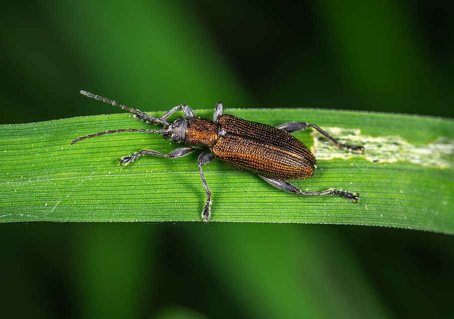 Brown and Black Bug, animal, beetle, close-up, color, entomology HD wallpaper