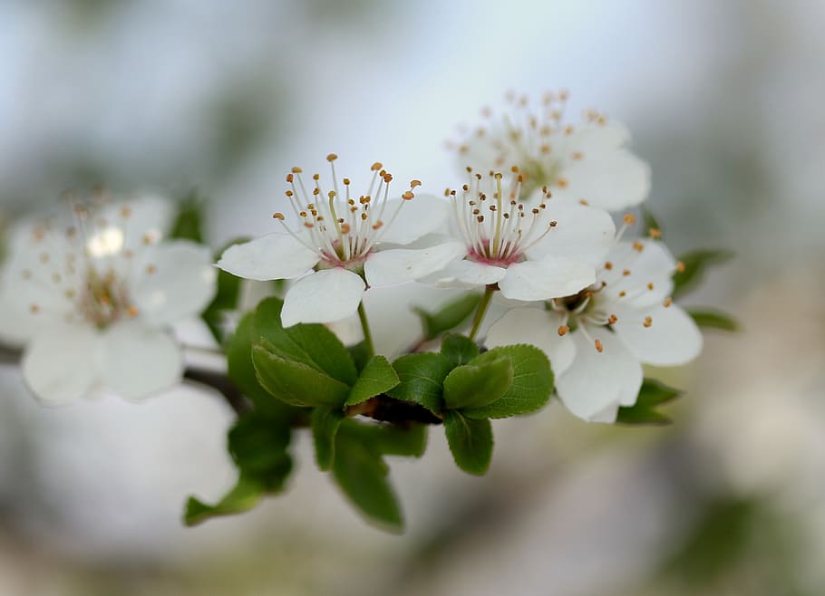 flowers, white, casey, tree, spring, flourished, flowering plant HD wallpaper