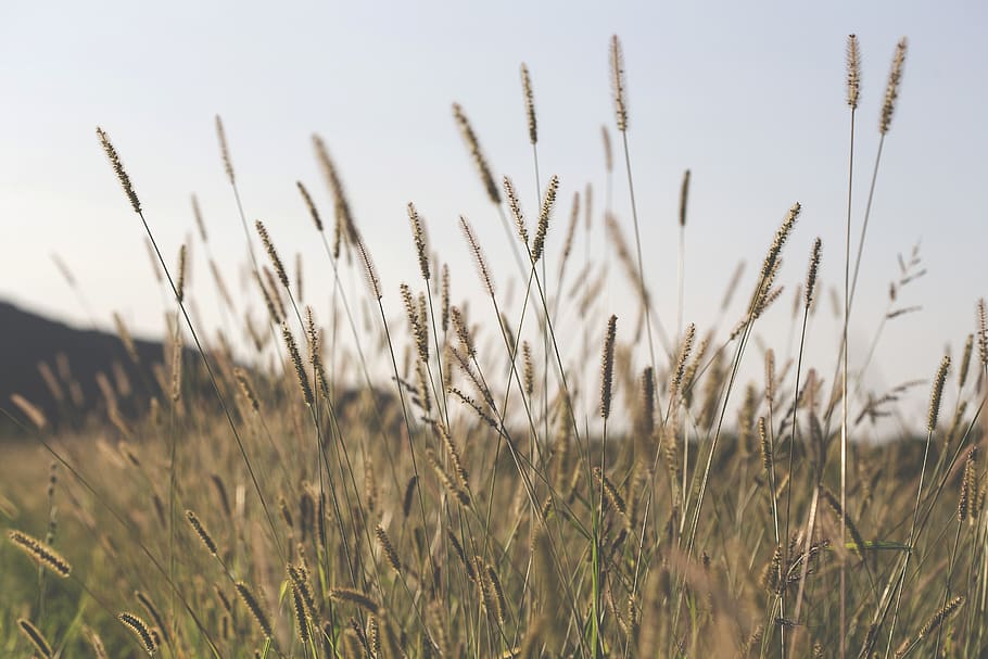 field, meadow, sunset, summer, plants, vegetation, dry, backlight HD wallpaper