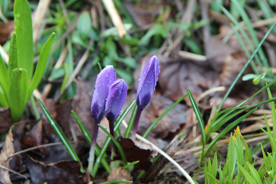 crocus, crocus blue, flowering, bulb, spring, flowers, plant HD wallpaper