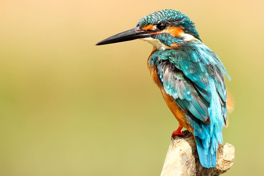 bird, beak, feather, animal, fly, colorful, blue, wood, sharp HD wallpaper