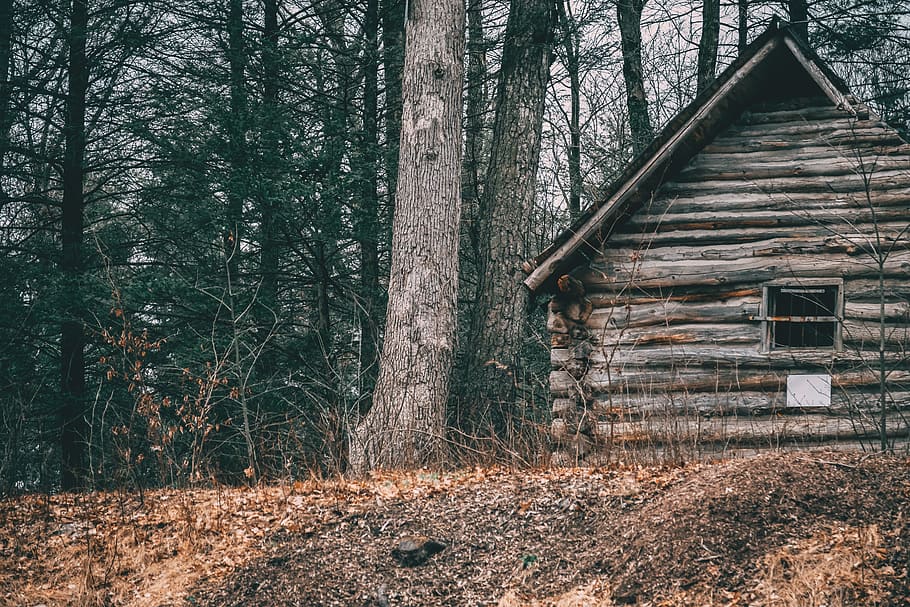 House Near Trees, abandoned, cabin, daylight, environment, forest HD wallpaper