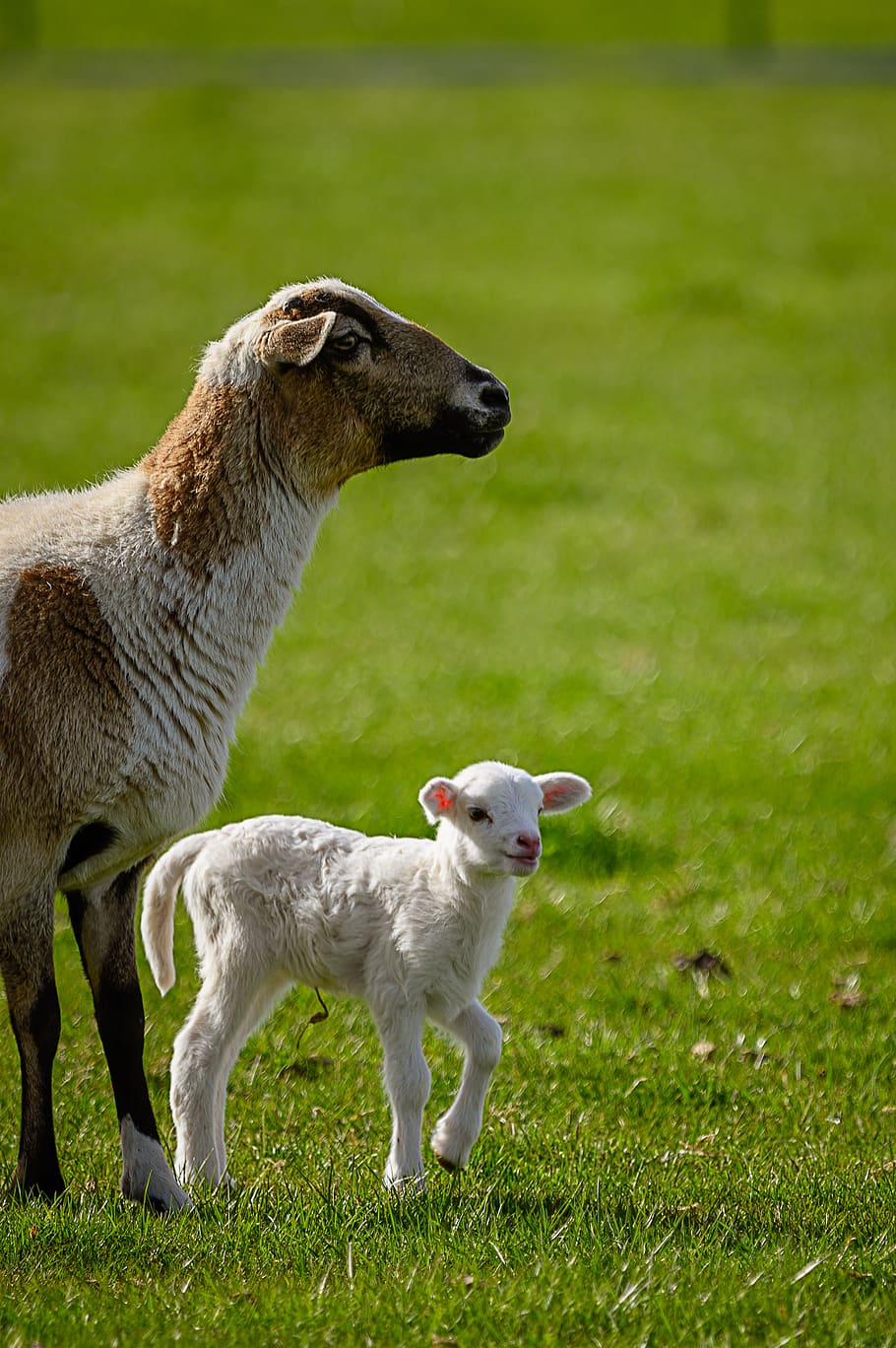 Goat and Kid on Grass, agriculture, animal, baby sheep, cute HD wallpaper