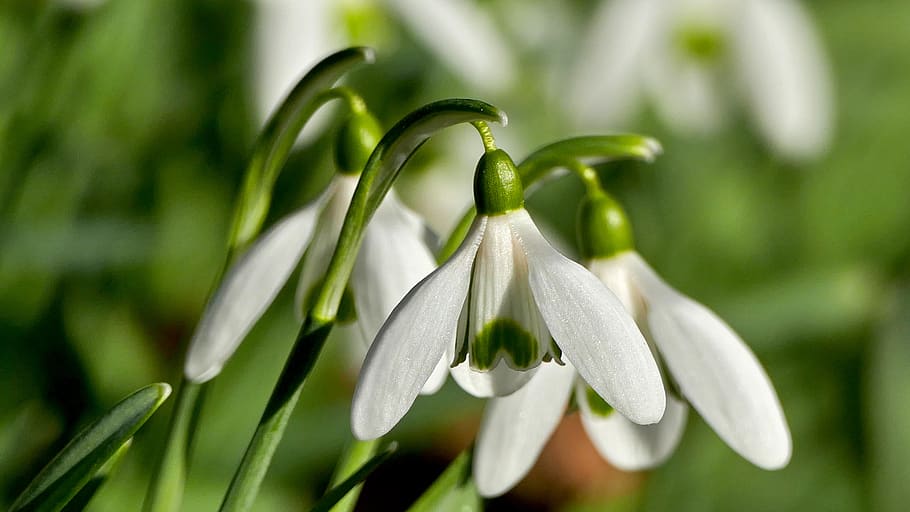 nature, flower, snowdrop, light, sun, green, white, stems, hell HD wallpaper