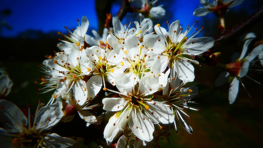 flowers, tree, branch, nature, white, plant, petals, flowering plant HD wallpaper