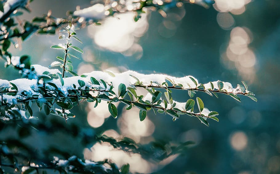 Close Up Photography of Leafs With Snow, beautiful, branch, close-up HD wallpaper