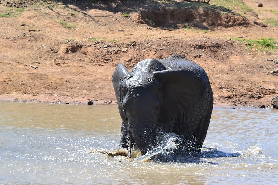 elephant, water, splash, wildlife, africa, animal themes, animals in the wild HD wallpaper