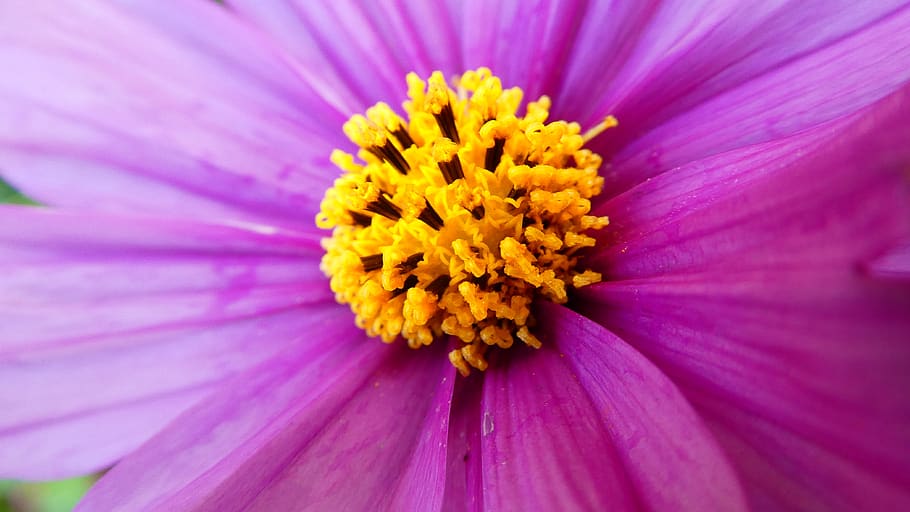flower, macro, nature, landscape, close up, garden, pink, blossom, HD wallpaper