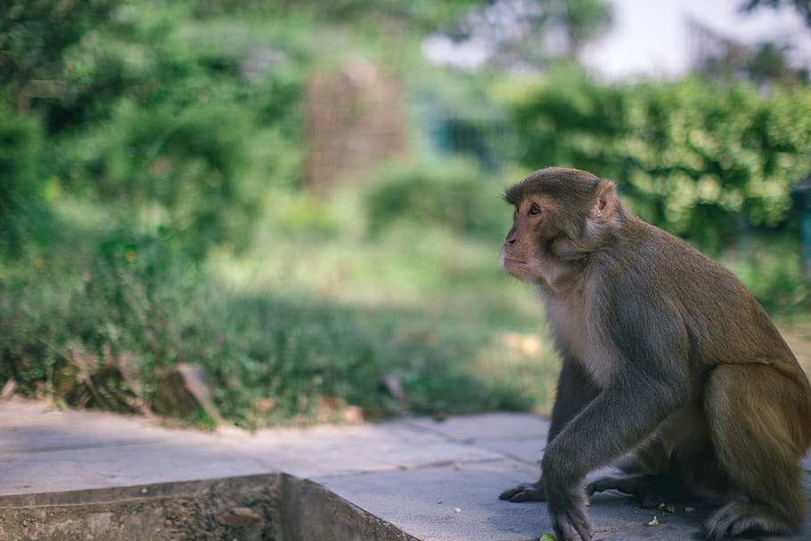 gray primate, animal, mammal, wildlife, monkey, baboon, ape, zoo HD wallpaper