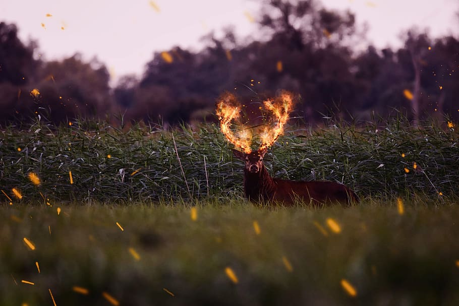 hart, fallow, nature, digital, closeup, fire, the flame, effects HD wallpaper