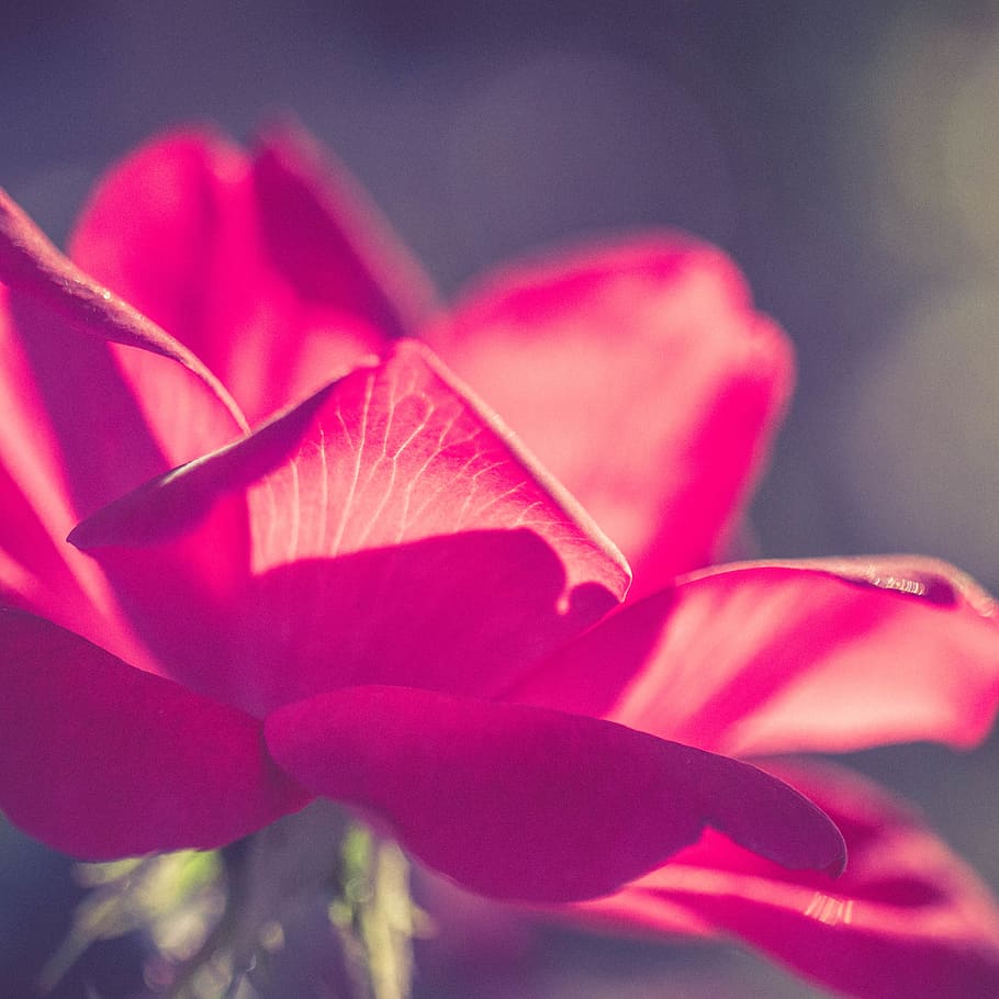 Red Flower on Macro Shot, bloom, blossom, close-up, flora, garden HD wallpaper