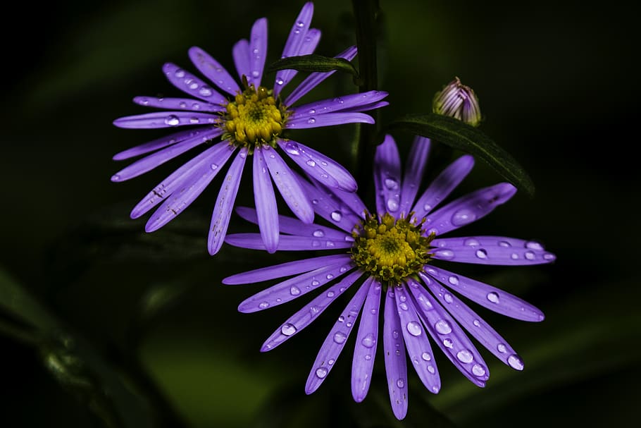 flowering plant, freshness, fragility, vulnerability, petal HD wallpaper