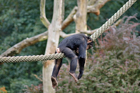 lazy, monkey, zoo, funny, animal themes, one animal, animal wildlife HD wallpaper