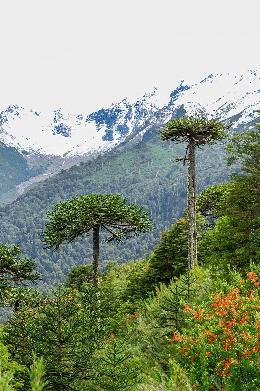 plant, tree, conifer, abies, fir, outdoors, nature, slope, mountain HD wallpaper