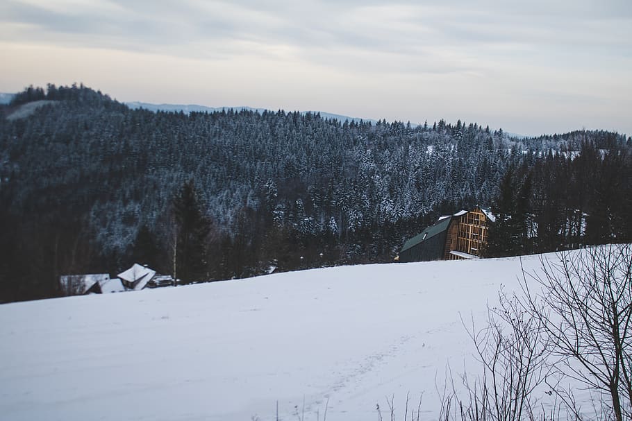 trees, forest, mountains, snow, winter, wallpaper, pine, skiing HD wallpaper