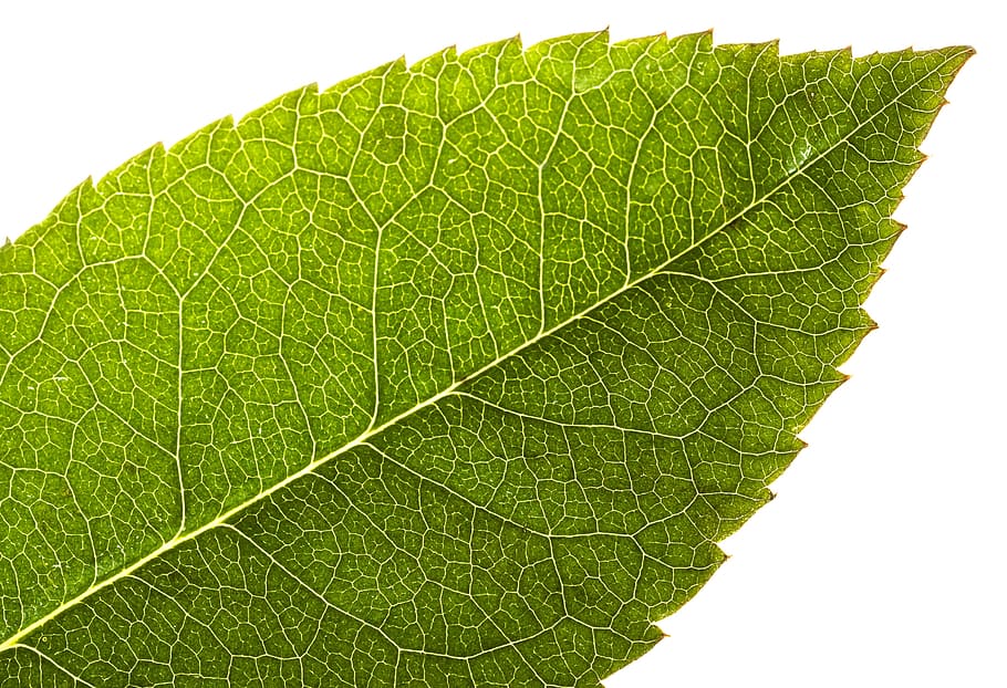 leaf, green, closeup, growth, plant, fresh, isolated, foliage HD wallpaper
