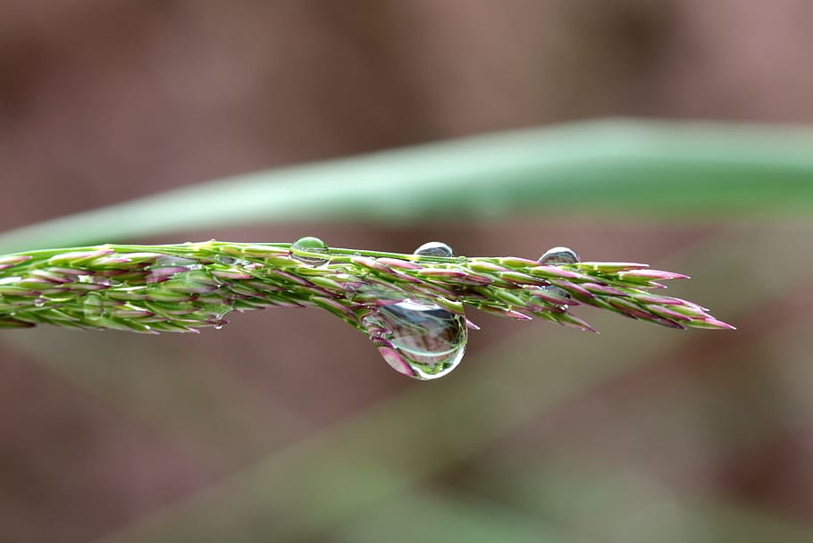 drop, droplet, water, dew, blade, grass, green, fresh, macro HD wallpaper