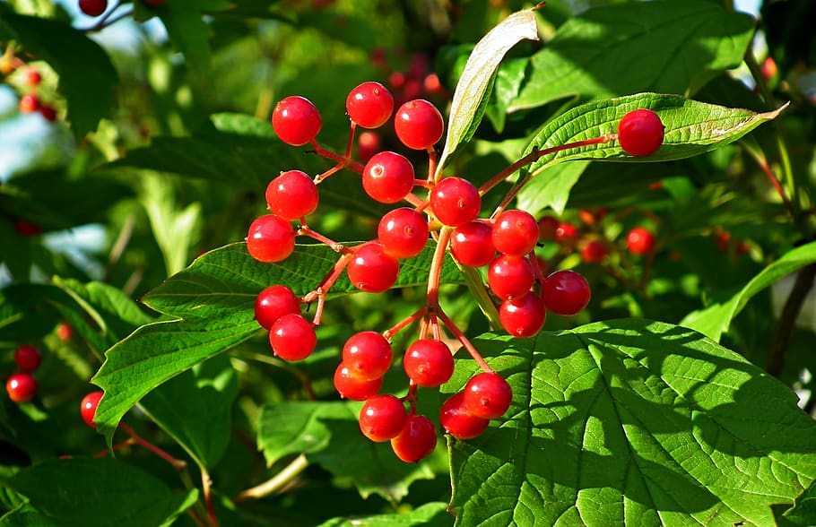 viburnum, fruit, red, foliage, nature, plant, garden, mature, HD wallpaper