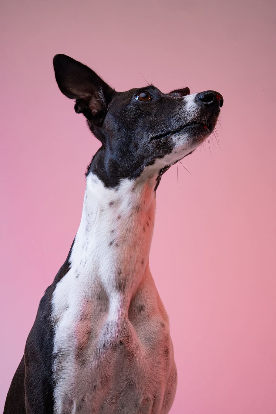 adult black and white dog, face, ear, fur, animal, pet, canine HD wallpaper