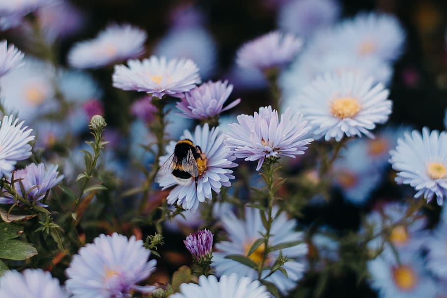 Blue Daisy Flowers, beautiful, bee, blooming, blossom, color HD wallpaper
