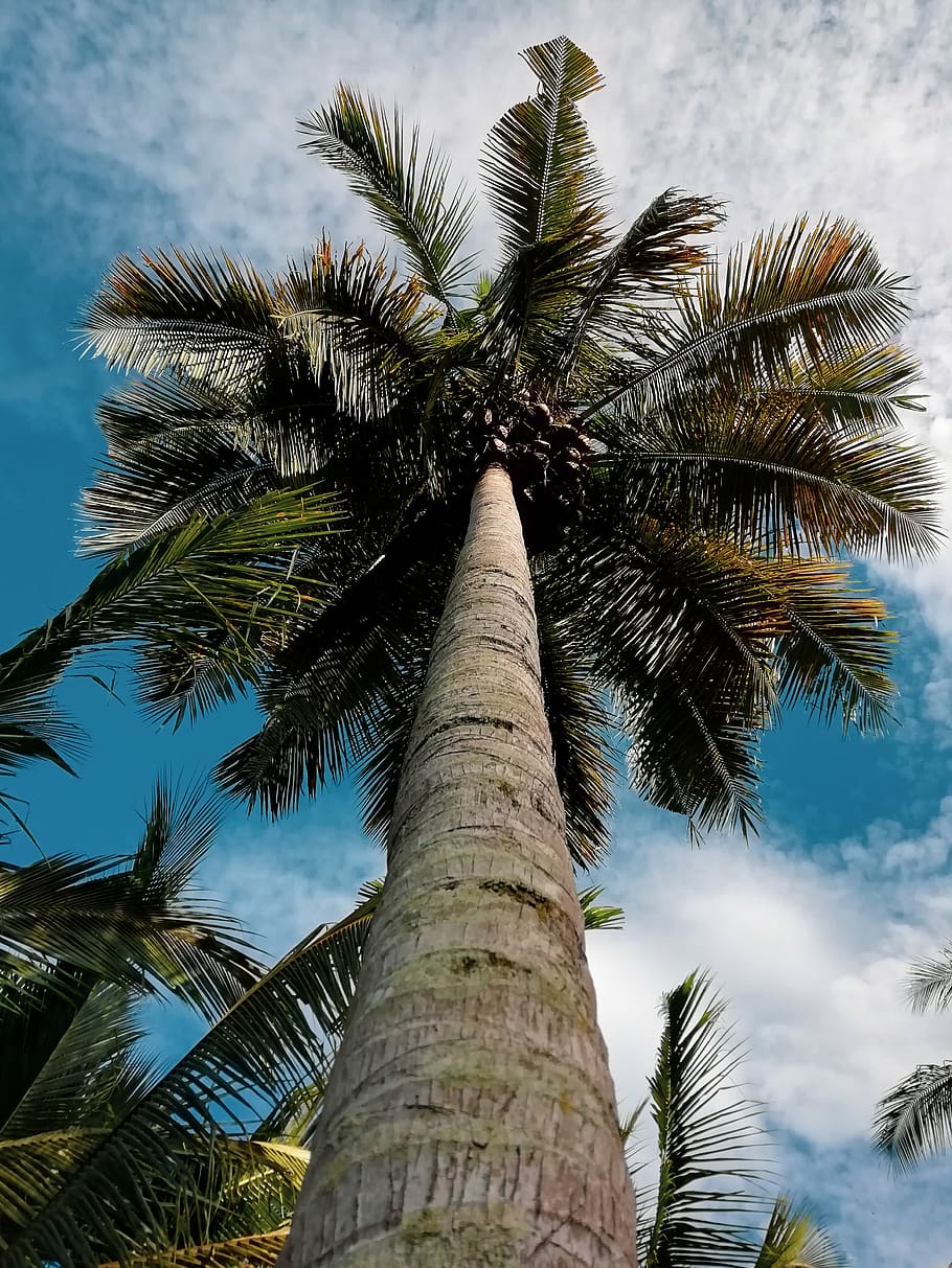 Palm Tree during Day, blue sky, bright, clear sky, clouds, coconuts HD wallpaper