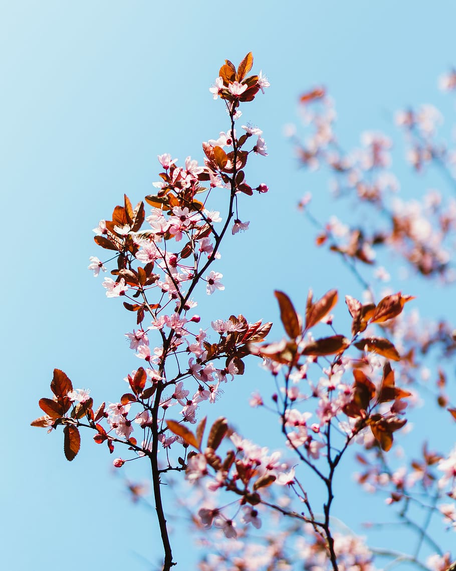 brown-leafed plant during daytime, flowering plant, growth, fragility HD wallpaper