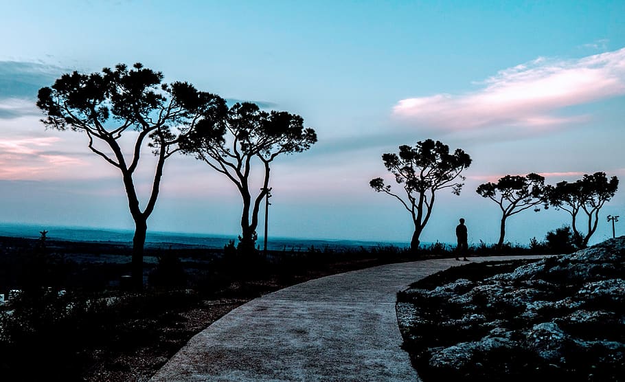 castel del monte, italy, lonely, pines, tree, sky, plant, tranquility