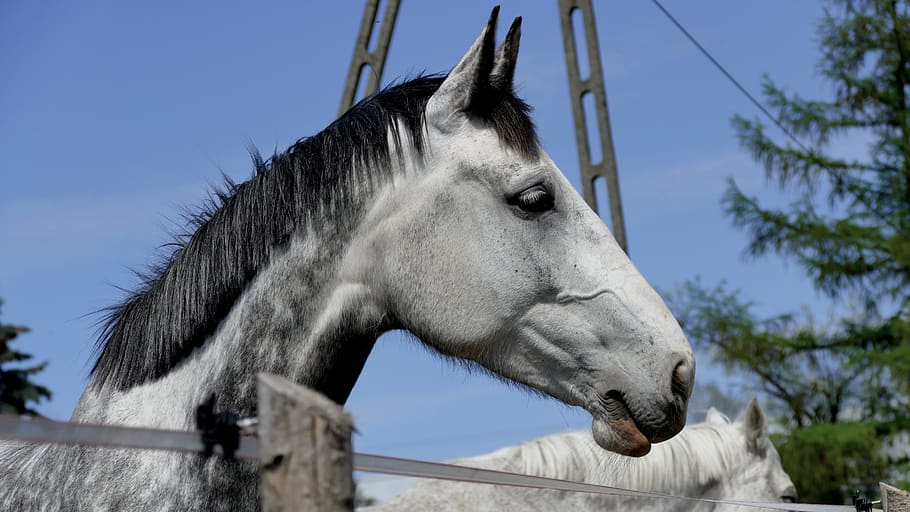 foal, western, horse, gelding, dressage, jumping over obstacles, HD wallpaper