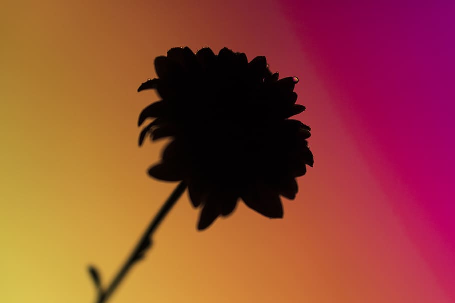 flower, colorful, colored background, studio shot, no people HD wallpaper